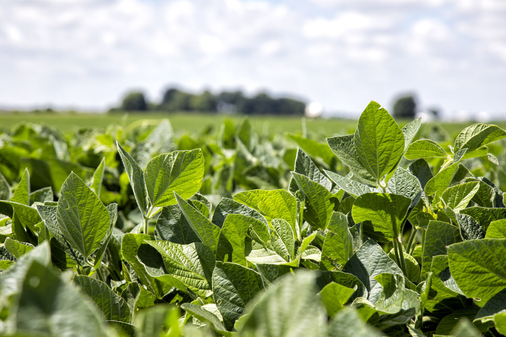 GROWING YIELD